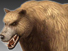 Brown Bear